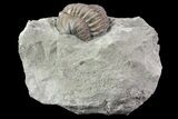 Wide, Enrolled Flexicalymene Trilobite In Shale - Ohio #67971-2